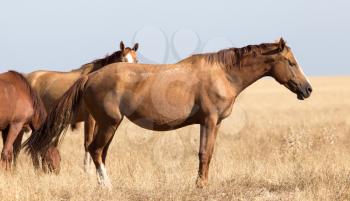 a horse in a pasture in the desert