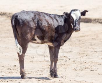 Cow in desert