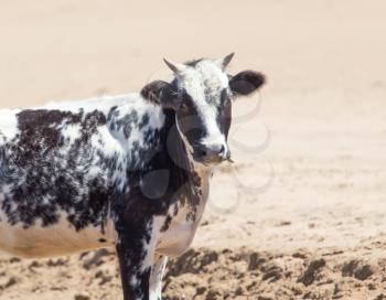 Cow in desert