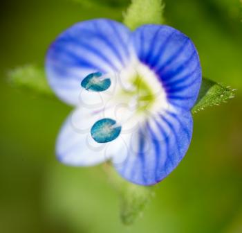 small blue flower. super macro