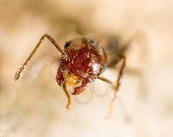 little ant in nature. super macro