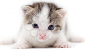 little kitten on white background