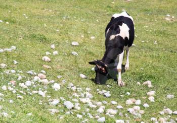 cow in a pasture in nature