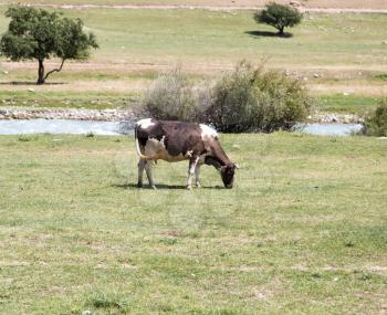 cow in a pasture in nature