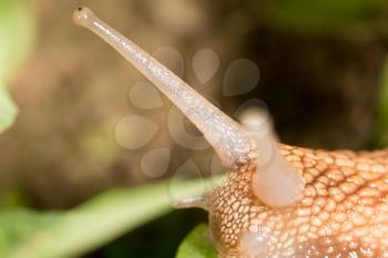 detail of a snail in nature. super macro