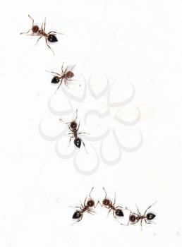 ants on a white wall