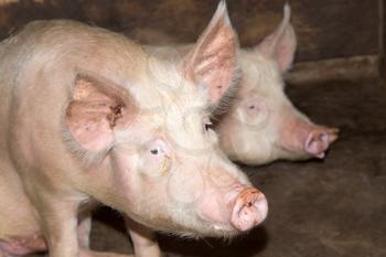 portrait of a pig farm