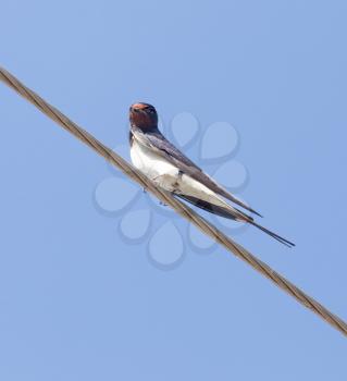 Swallow bird on the electric wire