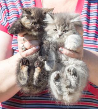 Two fluffy kitten in the hand