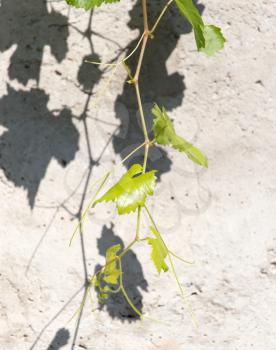 grape leaves on concrete background