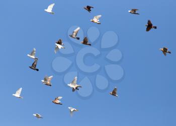 flock of pigeons on blue sky