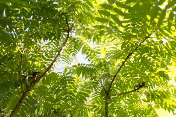 green leaves on the tree in nature