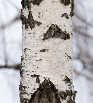 birch tree trunk in a forest in nature