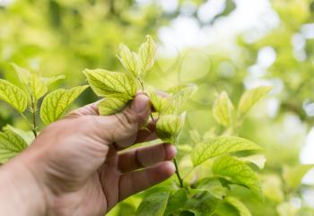 green leaves on the tree in nature