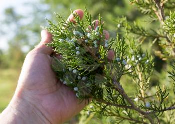 coniferous branch in hand on nature