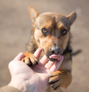 dog weasel hand on nature