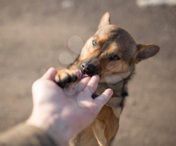 dog weasel hand on nature