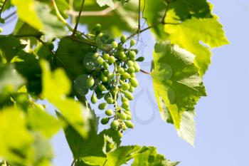 young green grapes in nature