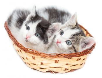 two kittens in a basket on a white background