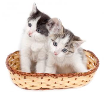 two kittens in a basket on a white background