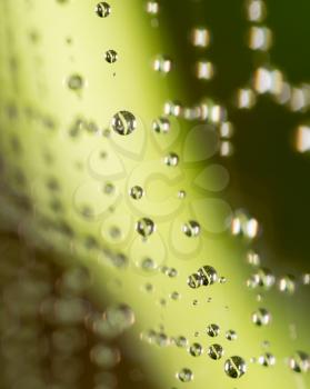 water droplets on a spider web in nature