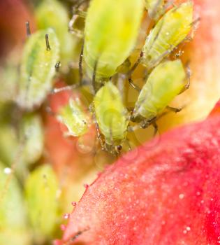 Green aphids on a red leaf in the nature. macro