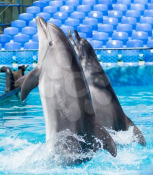 two dolphins dancing in the pool