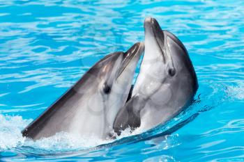 two dolphins dancing in the pool