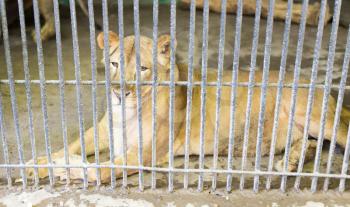 lion behind a fence in zoo