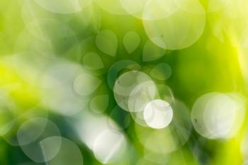 bokeh background of green nature