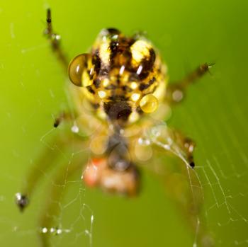 water droplets on a spider web with spider in nature