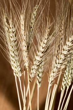 ears of wheat as background