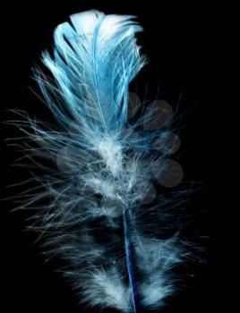 feather on a black background in inversion