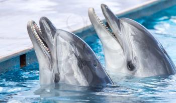 two dolphins in the pool