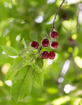 Cherry on the tree in nature
