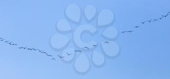 a flock of birds flying south in the blue sky