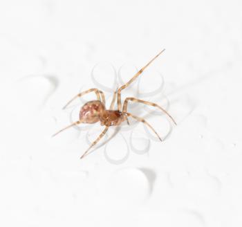spider with water droplets on white. close-up