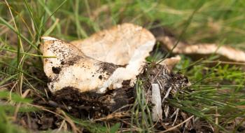 edible mushroom in nature