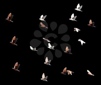 flock of pigeons on a black background