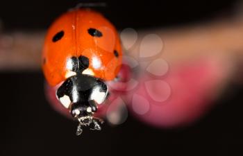 ladybug on a flower. macro