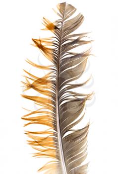 beautiful feather on white background