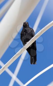 Black crows in nature