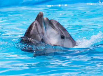 two dolphins dancing in the pool