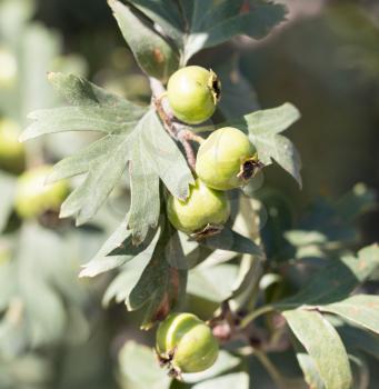 green hawthorn berry in nature