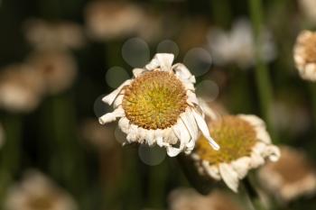 dry flower daisies on nature