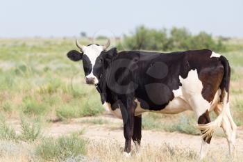 cow grazing in a pasture