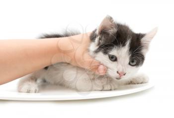 weasel hand little kitten on a white background