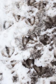 Goose footprints in the snow as a background