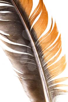 beautiful feather on white background