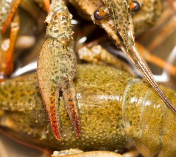 Live crayfish in the water as a background